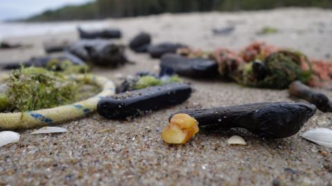 Bernsteinsuche in Ustronie Morskie