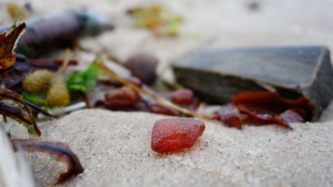 Bernstein suchen und finden in Pobierowo an der Ostsee, Polen