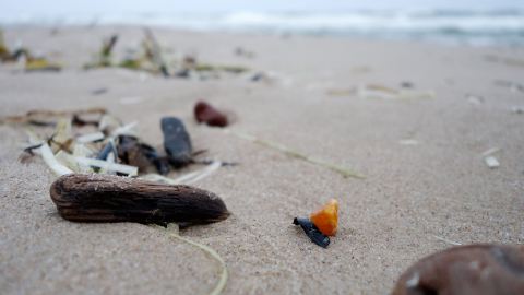 Bernstein suchen und finden in Pustkowo an der Ostsee, Polen
