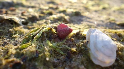 Bernsteinsuche in Międzywodzie an der Ostsee, Polen