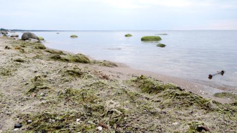 Bernstein suchen an der Ostsee, Polen
