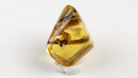 Ästchen mit Dornen im Bernstein