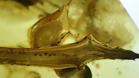 Ästchen mit Dornen als Inkluse