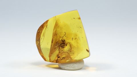 Ameise sowie weitere Einschlüsse