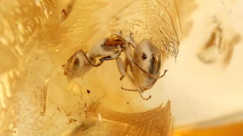 Ameise als Bernstein Inkluse