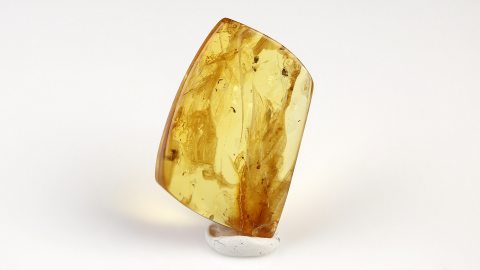 Ameise im Baltischen Bernstein