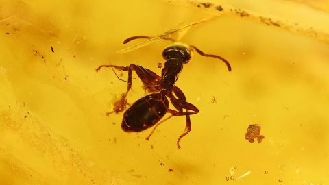 Ameise als Einschluss im Bernstein