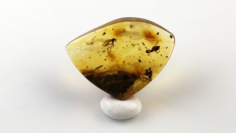 Ameise sowie weitere Einschlüsse