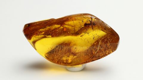 Ameise als Einschluss