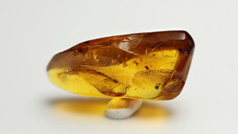 Ameisen als Einschlüsse im Baltischen Bernstein