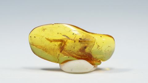 Ameise als Einschluss im Bernstein