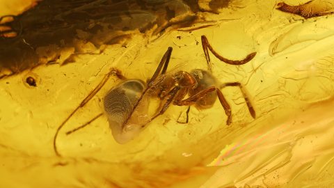 Ameise als Inkluse im Baltischen Bernstein