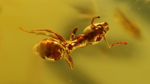 Ameise als Einschluss im Baltischen Bernstein