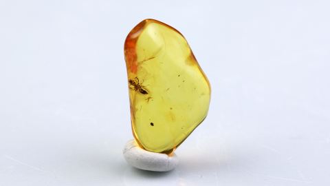 Ameise im Baltischen Bernstein