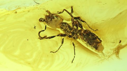 Ameise als Einschluss im Baltischen Bernstein