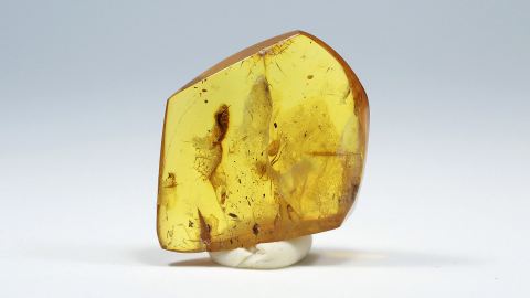 Ameise mit Missbildung am Hinterleib als Inklusen