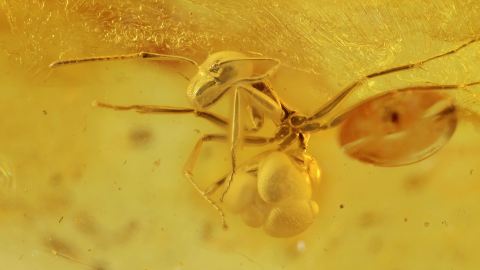 Ameise mit Missbildung am Hinterleib im Bernstein 