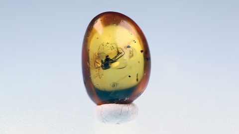 Ameise und Blattlaus im Bernstein