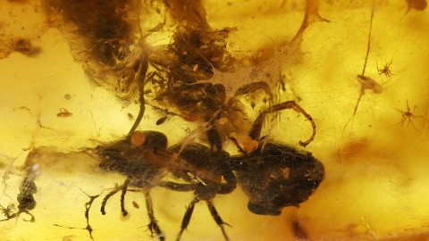 Ameise umhüllt von Schimmelsporen im Baltischen Bernstein