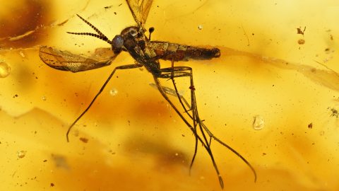 Mücken als Inkluse im Bernstein