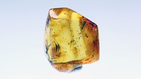 Mücken als Einschlüsse im Bernstein