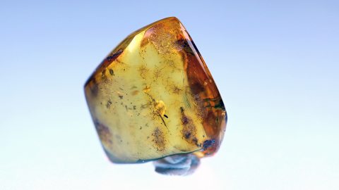 Ameise und zwei Mücken als Inklusen