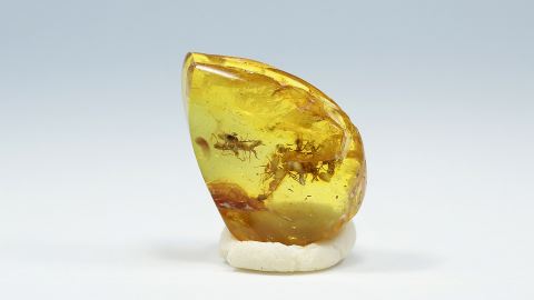 Ameisen als Einschlüsse im Baltischen Bernstein