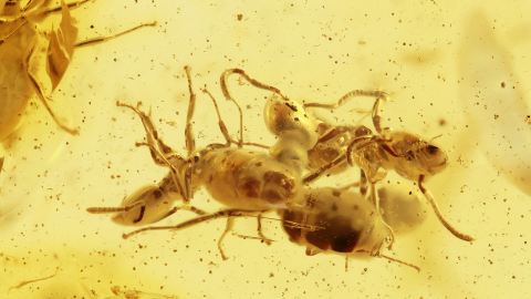 Ameisen Massenfang als Einschlüsse im Bernstein