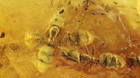 Ameisen (Massenfang) als Einschlüsse