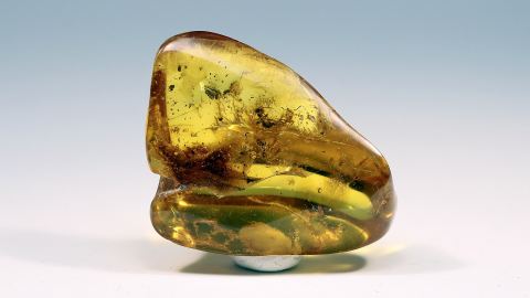 Ameisen als Inklusen im Bernstein