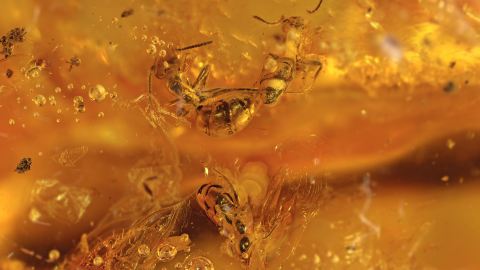 Drüsenameisen Dolichoderinae det. von Perrichot als Einschlüsse im Bernstein