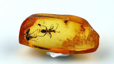 Bernstein mit Ameisen