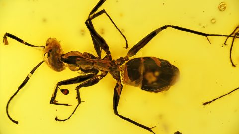 Ameisen im Baltischen Bernstein