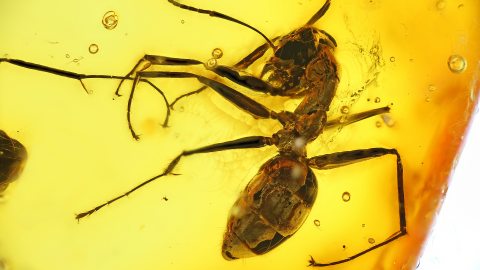 Ameisen als Einschlüsse im Bernstein