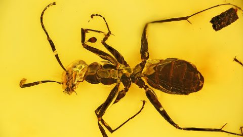 Ameisen als Inklusen