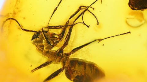 Zwei Ameisen als Einschlüsse im Baltischen Bernstein