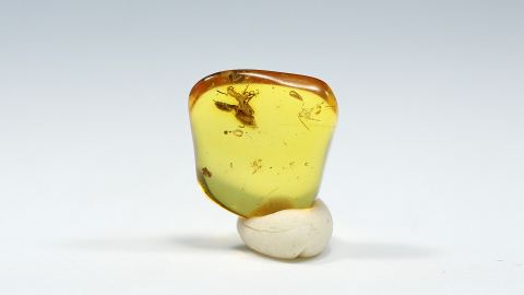 Ameise als Einschluss im Bernstein