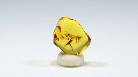 Staubblatt als Einschluss