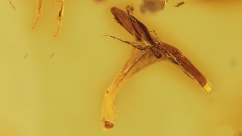 Staubblatt im Bernstein 