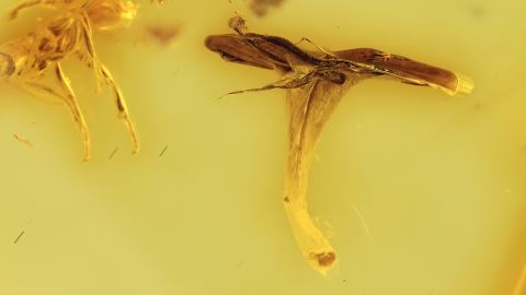 Ameisen und ein Staubblatt als Inklusen im Baltischen Bernstein 