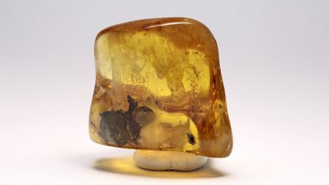 Käfer und eine Mücke als Bernstein Einschlüsse