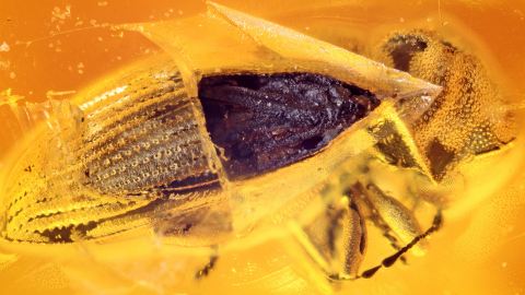 Käfer als Bernstein Einschluss