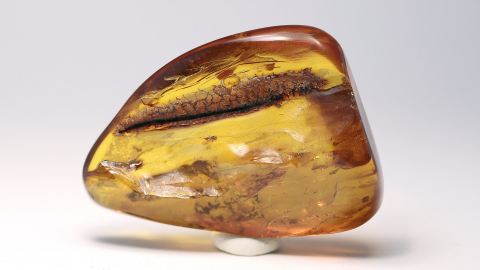 Spinnen und Spinnfäden als Einschlüsse