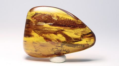 Spinnen im Bernstein