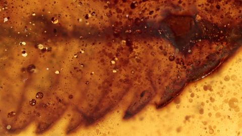 Mammutbaum Blätter als Inklusen