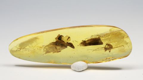 Stabschrecke (Phasmatodea) im Bernstein