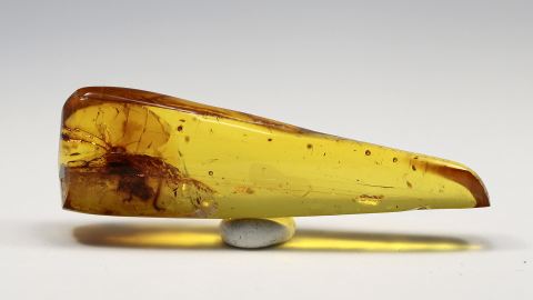 Laubheuschrecke als Inklusen