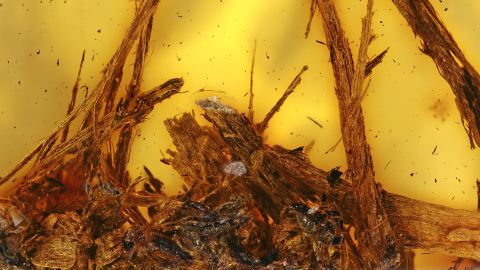 Nagespäne als Einschlüsse im Bernstein