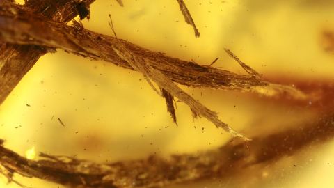 Nagespäne als Einschlüsse im Bernstein