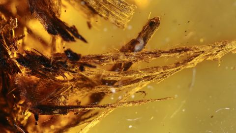 Nagespäne als Einschlüsse im Bernstein